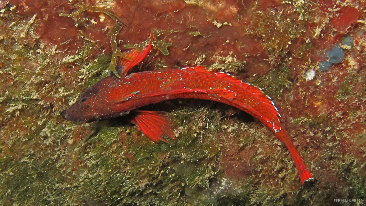 99 Triptérygion rouge (Tripterygion tripteronotus).jpg - Triptérygion rouge (Mâle)